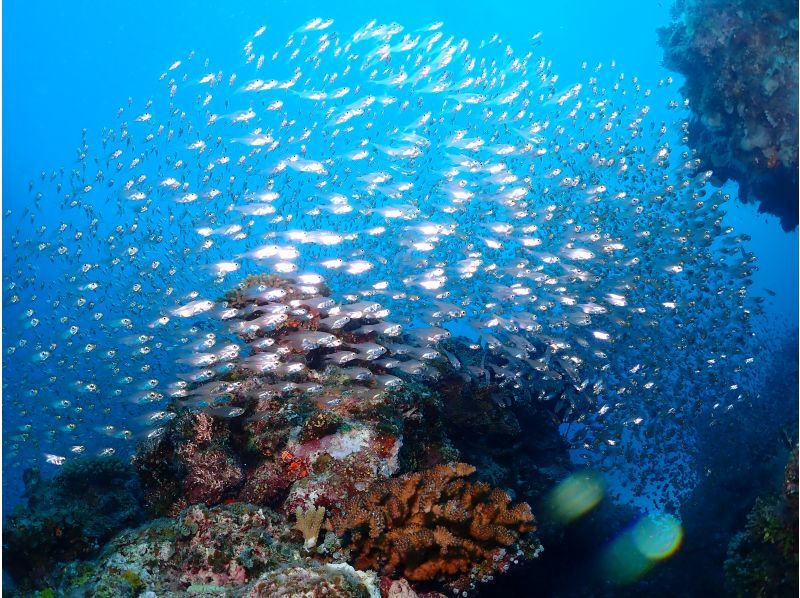 [Ishigaki Island] 1 day tour with 2 dives! Beginners, couples, and photo divers welcome! A relaxing Ishigaki Island ocean diving tour on our own boat!の紹介画像