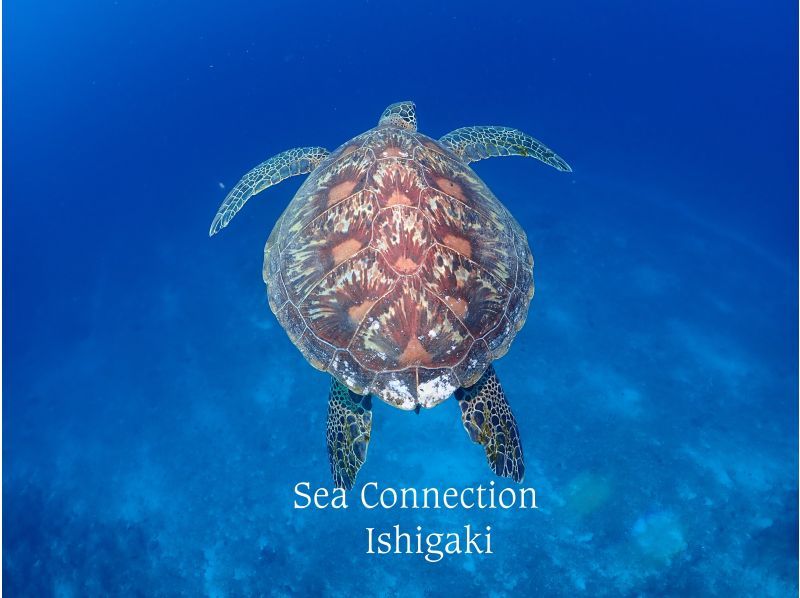 [Ishigaki Island] 1 day tour with 2 dives! Beginners, couples, and photo divers welcome! A relaxing Ishigaki Island ocean diving tour on our own boat!の紹介画像