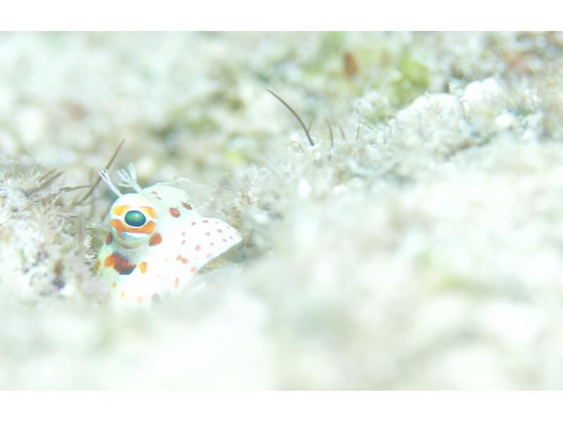 [Ishigaki Island] 1 day tour with 2 dives! Beginners, couples, and photo divers welcome! A relaxing Ishigaki Island ocean diving tour on our own boat!の紹介画像