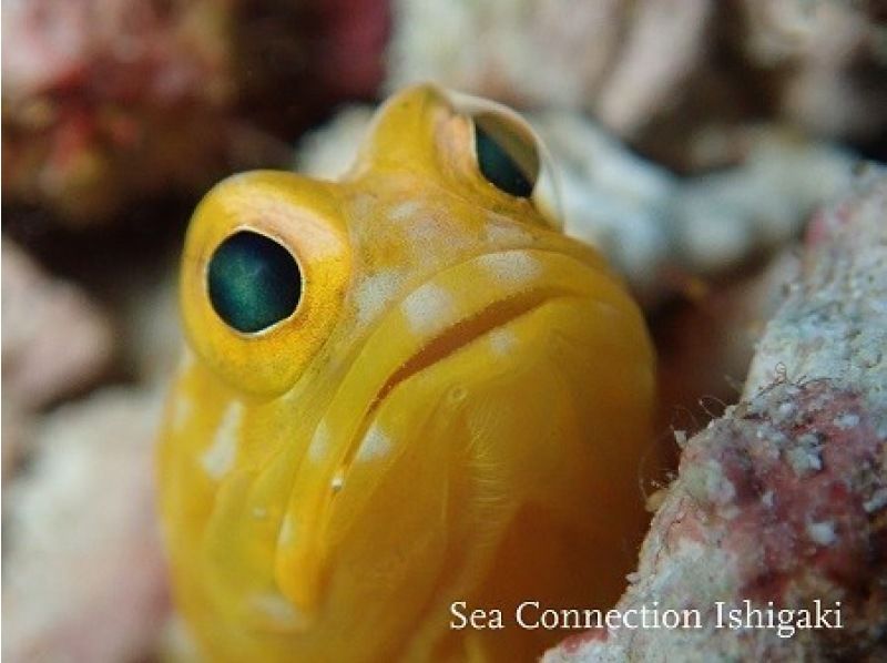 [Ishigaki Island] 1 day tour with 2 dives! Beginners, couples, and photo divers welcome! A relaxing Ishigaki Island ocean diving tour on our own boat!の紹介画像