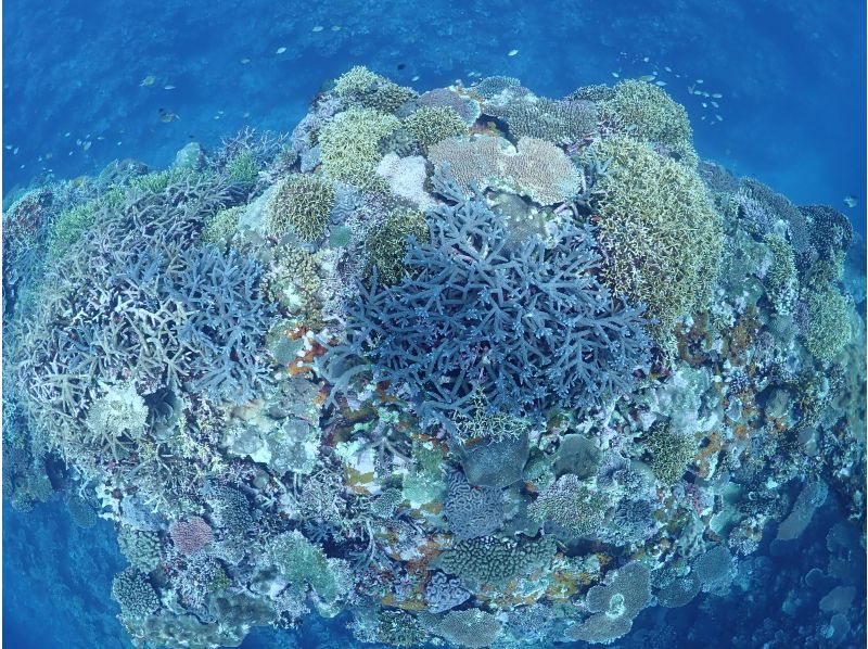 [Ishigaki Island] 1 day tour with 2 dives! Beginners, couples, and photo divers welcome! A relaxing Ishigaki Island ocean diving tour on our own boat!の紹介画像