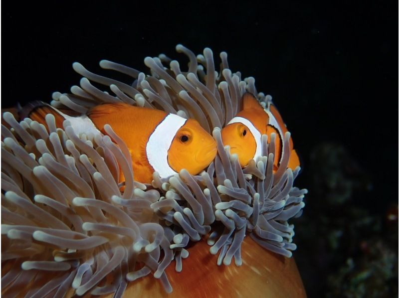 【沖縄・石垣島】到着ダイビングOK!! 選べる午前、午後、体験ダイビングツアー！少人数で潜る石垣島の海の紹介画像