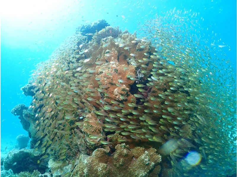 【沖縄・石垣島】到着ダイビングOK!! 選べる午前、午後、体験ダイビングツアー！少人数で潜る石垣島の海の紹介画像