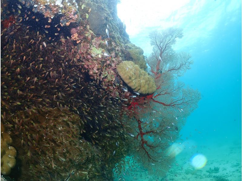【沖縄・石垣島】到着ダイビングOK!! 選べる午前、午後、体験ダイビングツアー！少人数で潜る石垣島の海の紹介画像