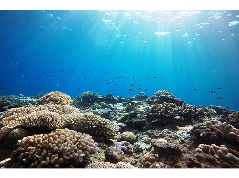 Departing from Naha, Kerama uninhabited island area, half-day/snorkeling & parasailing★2024 AJ Naha area review No.1★Unlimited play on the ocean slide★Completely non-smoking boat★の紹介画像
