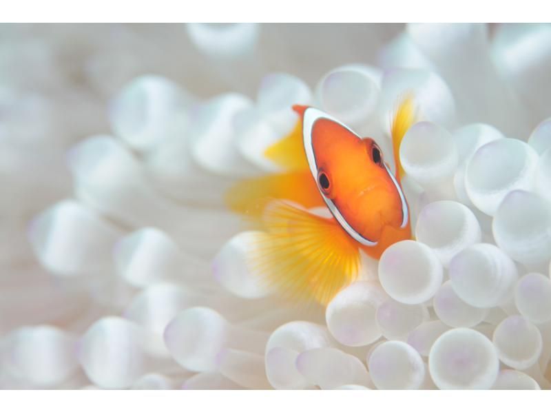 [Ishigaki Island] Have fun to the fullest! One-day tour experience diving!! Even beginners can feel at ease! Ishigaki Island ocean diving tour by boat!!の紹介画像