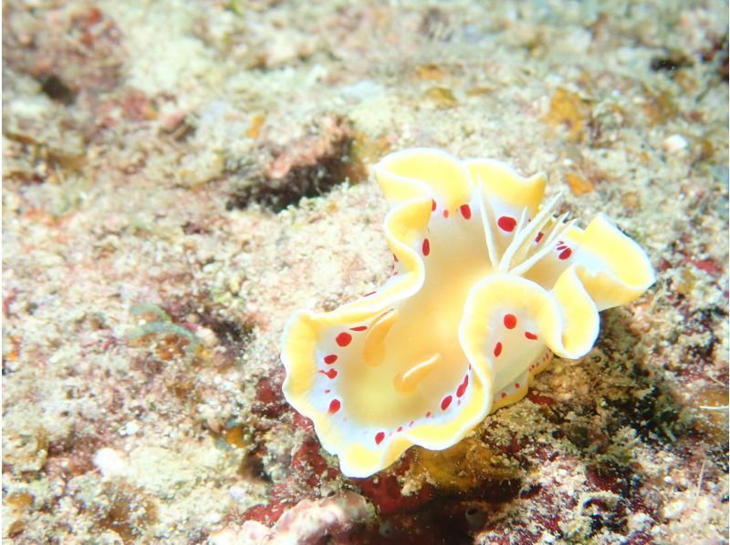 【沖縄・石垣島】体験ダイビング＆シュノーケル☆少人数で2〜3箇所巡る安心の海遊びツアー！の紹介画像