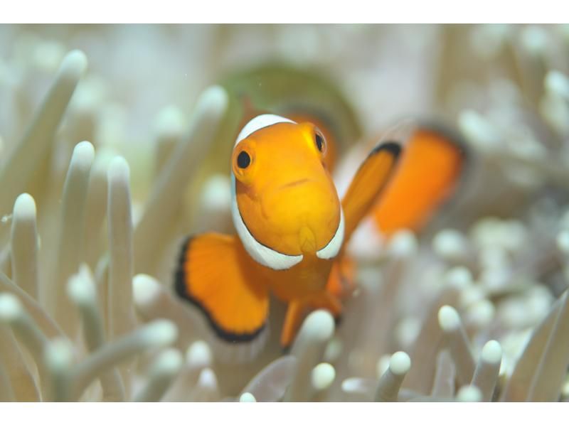 [Ishigaki Island] Have fun to the fullest! One-day tour experience diving!! Even beginners can feel at ease! Ishigaki Island ocean diving tour by boat!!の紹介画像