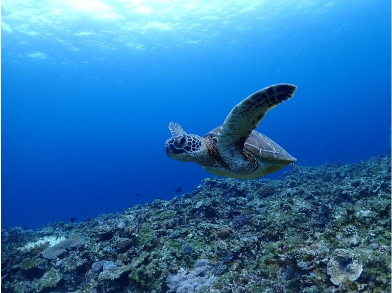 [Ishigaki Island] Have fun to the fullest! One-day tour experience diving!! Even beginners can feel at ease! Ishigaki Island ocean diving tour by boat!!の紹介画像