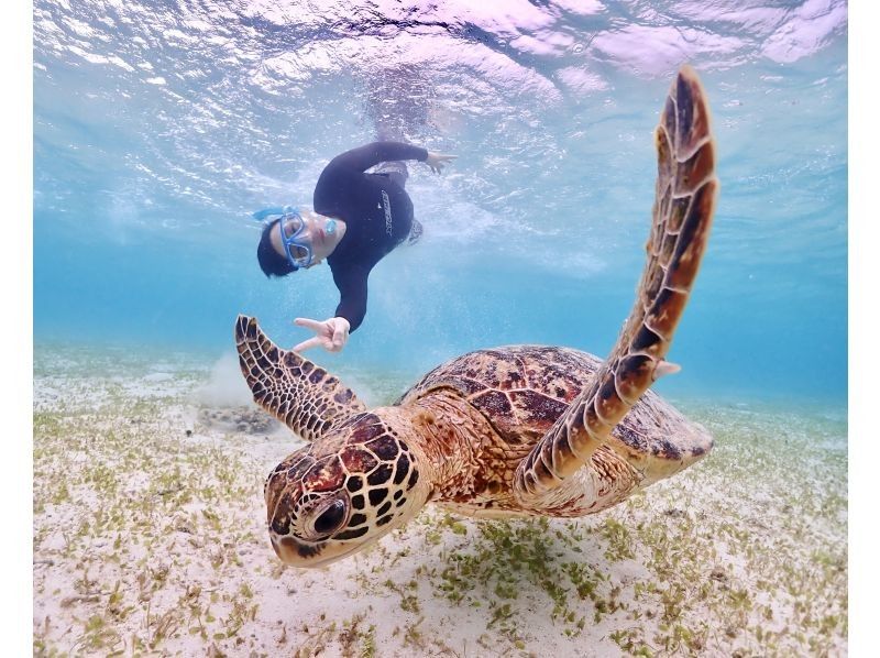 Regional coupon support [Okinawa/Miyakojima] 100% encounter rate so far! Sea Turtle Snorkeling Tour