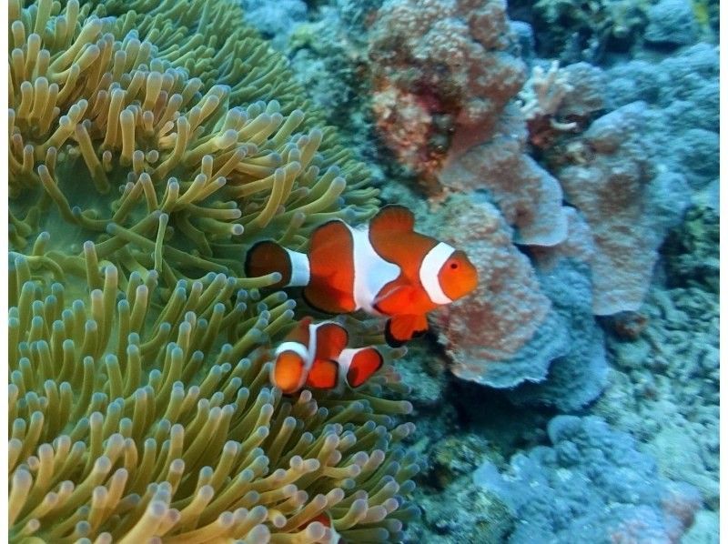 【沖縄・北谷発・近海】ボートで移動10分で潜れる！サンゴ礁の楽園＆お魚天国で気軽に体験ダイビング ☆ライセンス不要・午後から参加OK☆の紹介画像