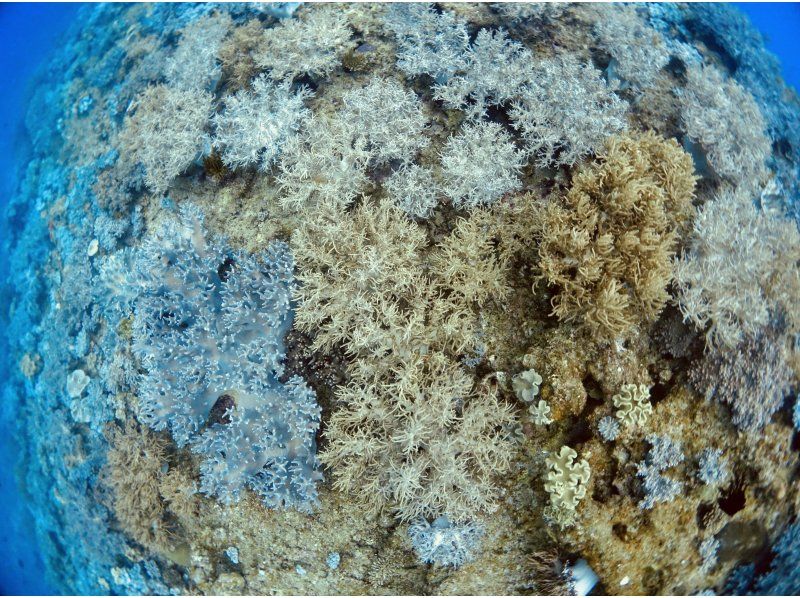 【沖縄・北谷発・近海】ボートで移動10分で潜れる！サンゴ礁の楽園＆お魚天国で気軽に体験ダイビング ☆ライセンス不要・午後から参加OK☆の紹介画像