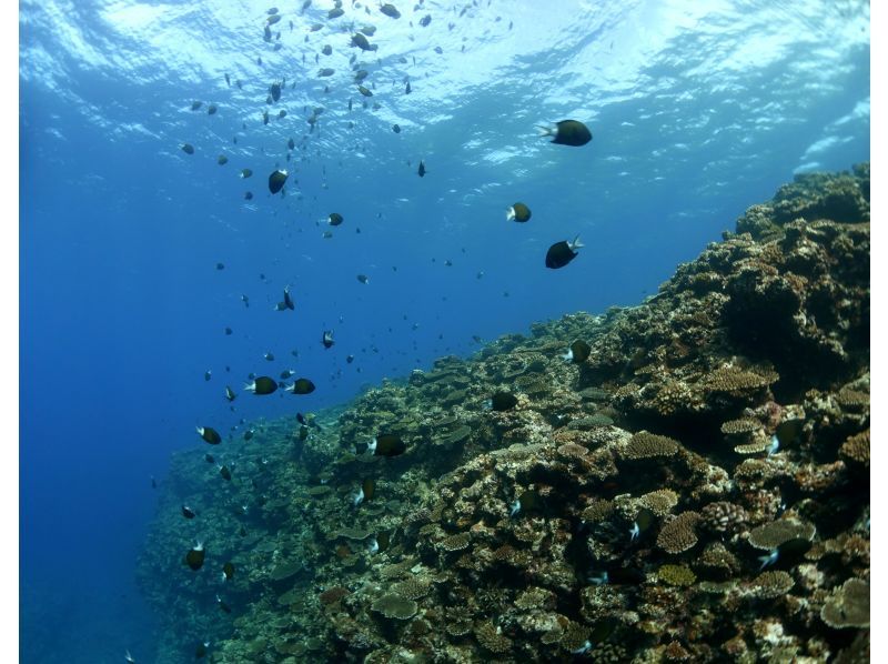 【沖縄・北谷発・近海】ボートで移動10分で潜れる！サンゴ礁の楽園＆お魚天国で気軽に体験ダイビング ☆ライセンス不要・午後から参加OK☆の紹介画像