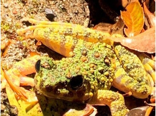 鹿児島・奄美】特別天然記念物!希少なアマミノクロウサギを観察できる