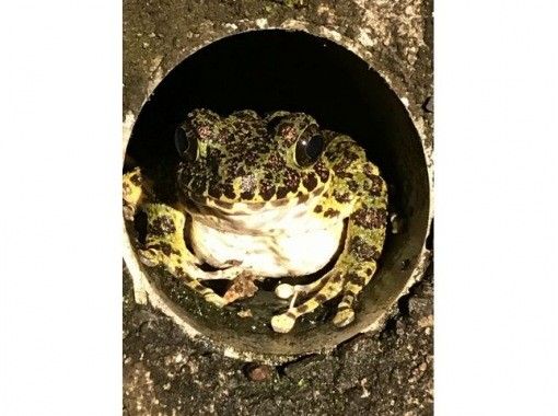 鹿児島・奄美】特別天然記念物!希少なアマミノクロウサギを観察できる