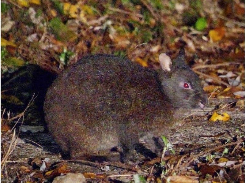 【鹿児島・奄美】＜カメラの大好きな方向けのツアー＞希少なアマミノクロウサギを撮影できる奄美ミッドナイトツアーの紹介画像