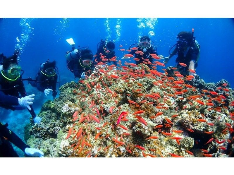 【石垣島】幻の島上陸＆体験ダイビング＋ウミガメシュノーケリング【1日満喫プラン】GoProレンタル無料♪の紹介画像