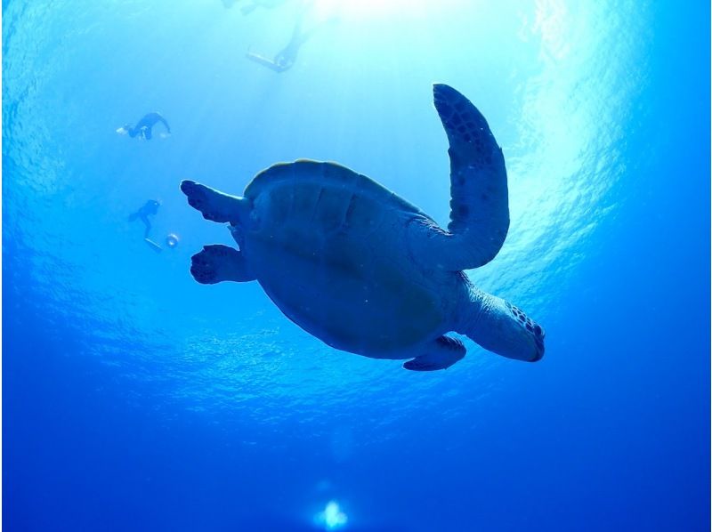 【石垣島】幻の島上陸＆体験ダイビング＋ウミガメシュノーケリング【1日満喫プラン】GoProレンタル無料♪の紹介画像