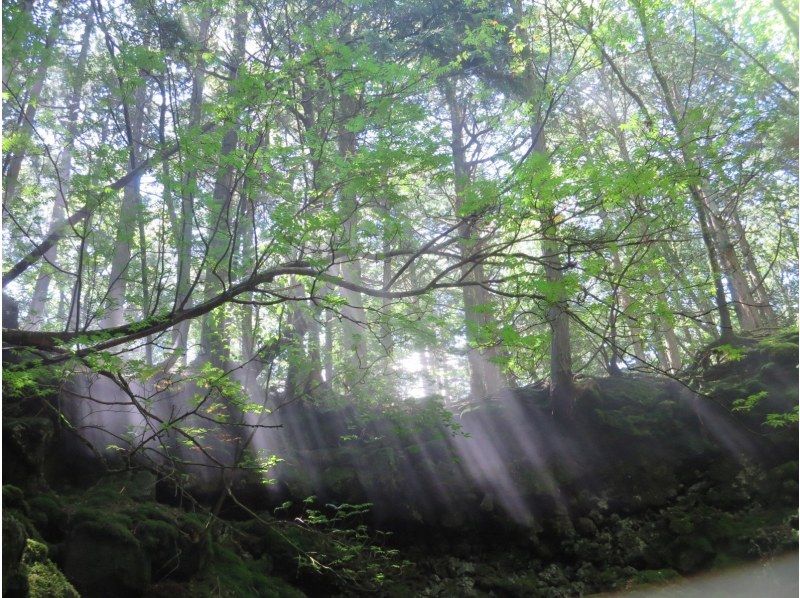 【山梨・河口湖】神秘的な樹海散策と洞窟探検氷の世界！地元のガイドが富士山の歴史や植物を分かりやすく説明、送迎あり＆写真無料プレゼント英語OKの紹介画像