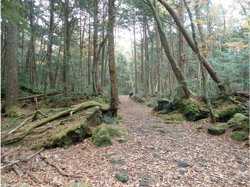 【山梨・河口湖】神秘的な樹海散策と洞窟探検氷の世界！地元のガイドが富士山の歴史や植物を分かりやすく説明、送迎あり＆写真無料プレゼント英語OKの紹介画像