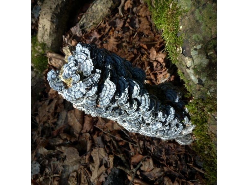【山梨・河口湖】神秘的な樹海散策と洞窟探検氷の世界！地元のガイドが富士山の歴史や植物を分かりやすく説明、送迎あり＆写真無料プレゼント英語OKの紹介画像