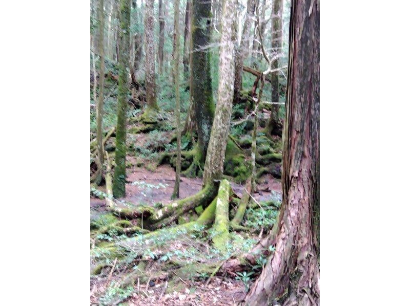 【山梨・河口湖】神秘的な樹海散策と洞窟探検氷の世界！地元のガイドが富士山の歴史や植物を分かりやすく説明、送迎あり＆写真無料プレゼント英語OKの紹介画像