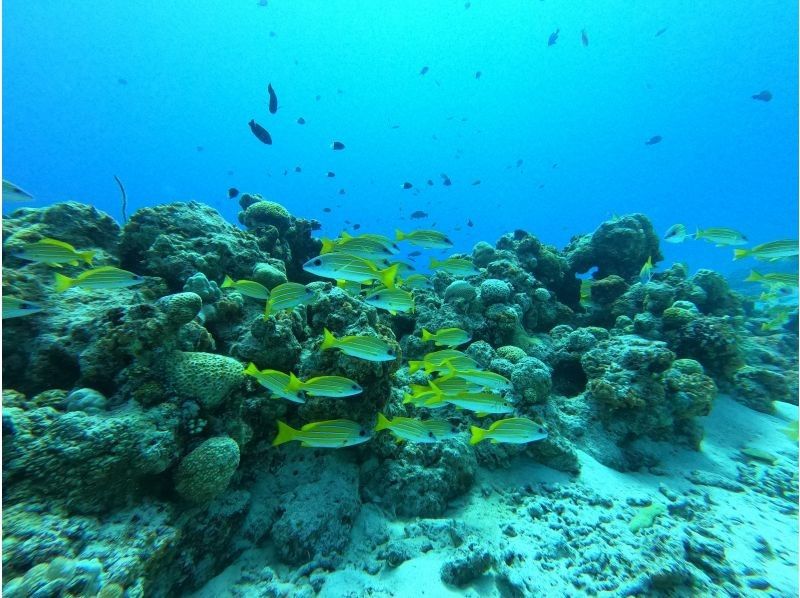 เกาะหลักโอกินาว่า เมืองโมโตบุ Minnajima Sesokojima "ประสบการณ์" เรือดำน้ำจาก 2 ไดฟ์ | ปะการังหลากสีและปลาเขตร้อน ✨ ประสบการณ์การดำน้ำที่น่าประทับใจในทะเลสีฟ้า ✨ ภาพถ่ายและวิดีโอฟรี!の紹介画像