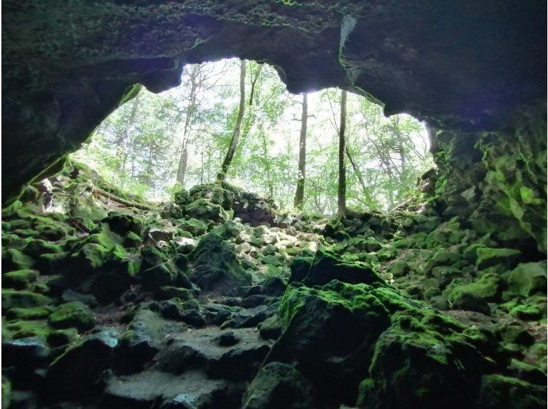 [Yamanashi Prefecture, Minamitsuru-gun] "Mysterious Forest" Aokigahara Jukai Tour to feel Mt. Fuji using the five sensesの紹介画像