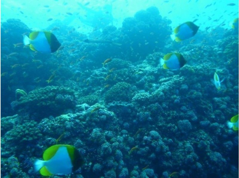[Okinawa Chatan]Okinawa so Diving of Getting licenses Advance course IDEA firmly (basic)の紹介画像