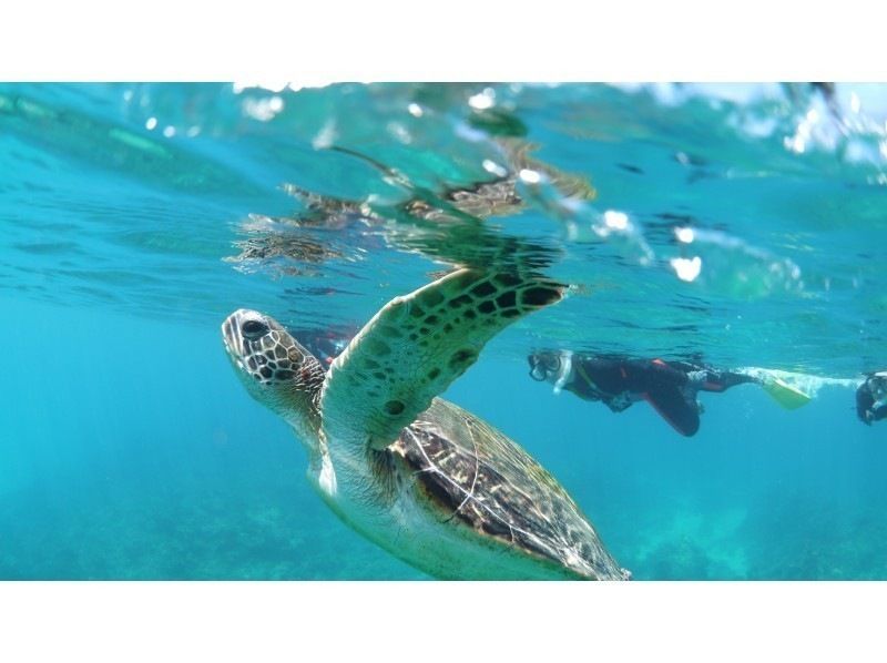 【屋久島・シュノーケル】半日白谷雲水峡+シュノーケルの屋久島満喫セットプラン！苔むす森とシュノーケルを1日コースで　シャワー・更衣室ありますの紹介画像