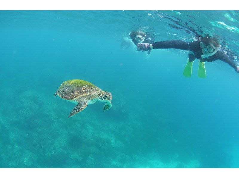 【屋久島・シュノーケル】半日白谷雲水峡+シュノーケルの屋久島満喫セットプラン！苔むす森とシュノーケルを1日コースで　シャワー・更衣室ありますの紹介画像