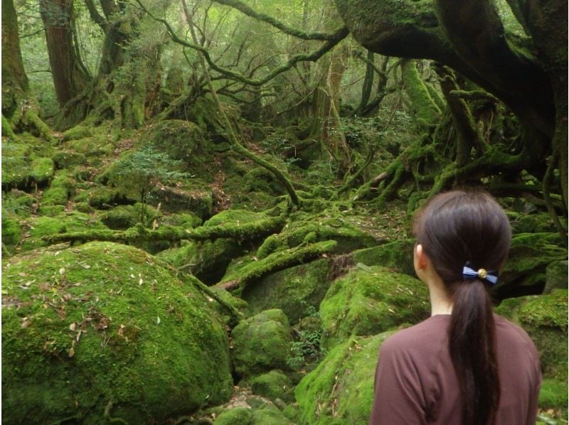 【屋久島・体験ダイビング】初めてのダイビングでも安心！白谷雲水峡トレッキング＆体験ダイビング｜少人数制・ベテランガイドの完全サポート付の紹介画像
