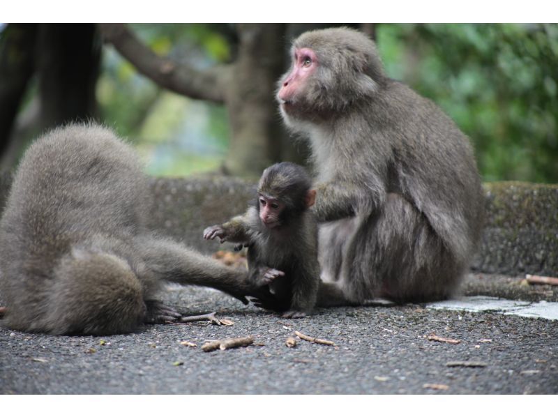 【屋久島・体験ダイビング】初めてのダイビングでも安心！白谷雲水峡トレッキング＆体験ダイビング｜少人数制・ベテランガイドの完全サポート付の紹介画像