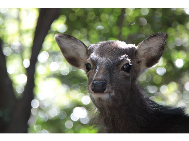 【屋久島・リバーカヤック】白谷雲水峡「苔むす森」＆安房川リバーカヤック｜山と川の人気スポットを1日で巡る贅沢コンボツアーの紹介画像