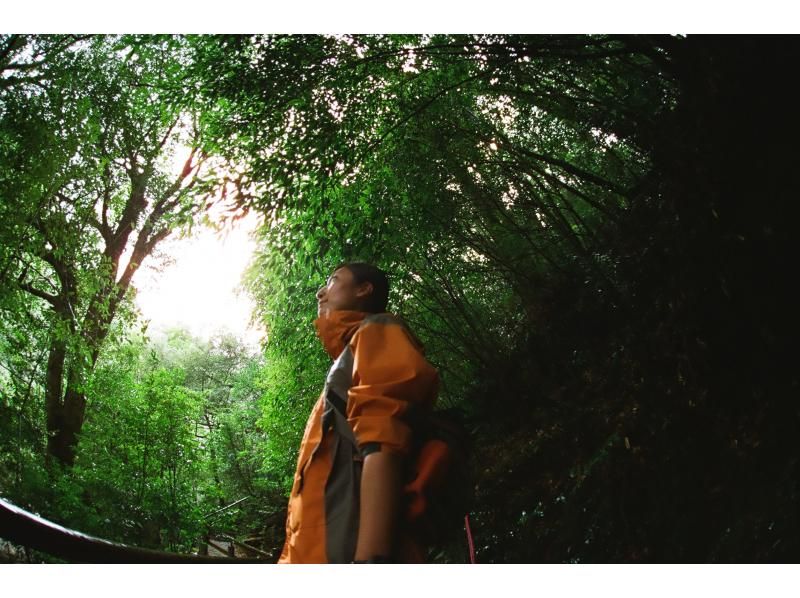 【屋久島・白谷雲水峡＆SUP】午前は神秘の「苔むす森」へ、午後は安房川で「SUP」体験。ガイドと巡る1日冒険ツアーの紹介画像