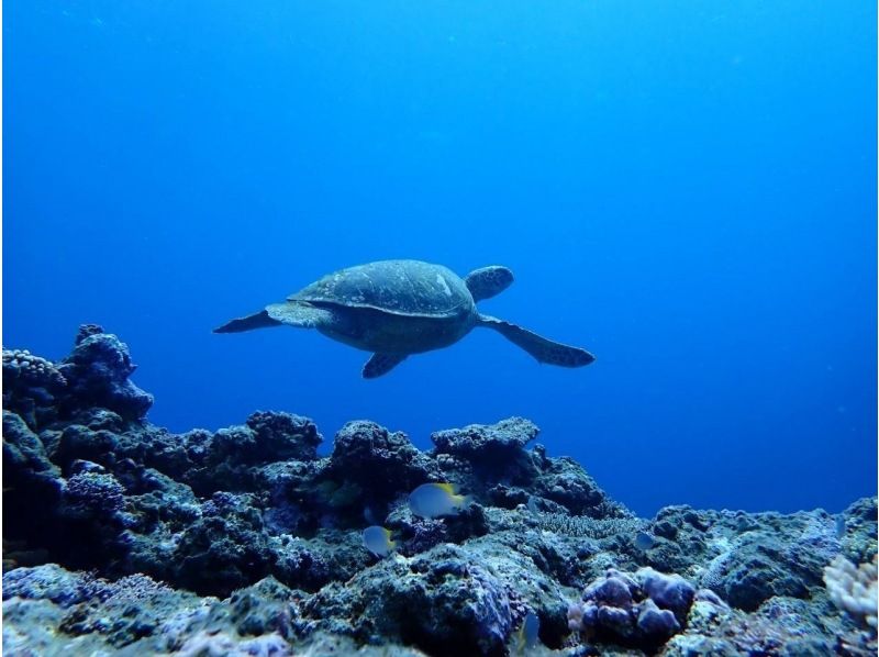 [宮古島/伊良部島]搭乘玻璃板遊覽！包含受歡迎的青洞和海龜浮潛+壯觀景色的計劃！ ★免費提供照片數據！の紹介画像