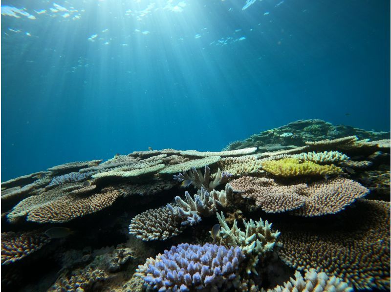 [Miyakojima/Irabujima] Tour on a glass board! A plan that includes the popular Blue Cave & sea turtle snorkeling + a spectacular view! ★Free photo data gift!の紹介画像