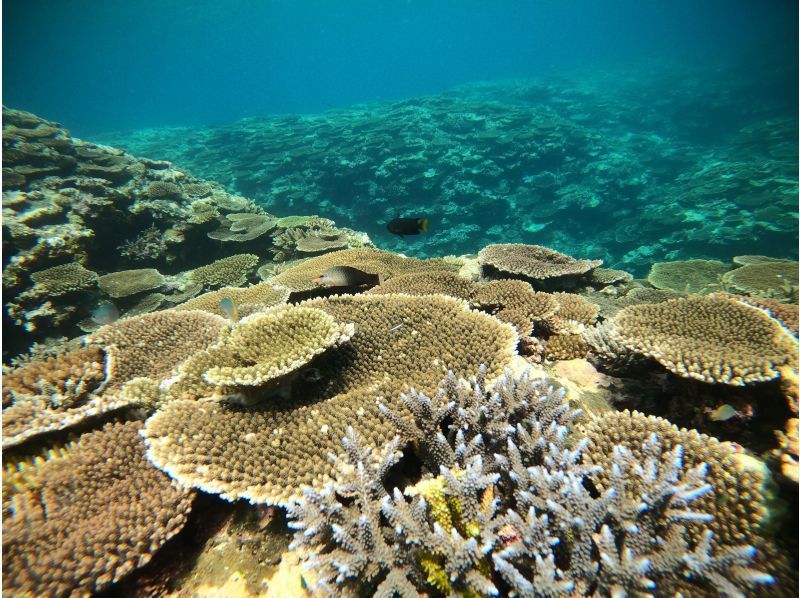 [Miyakojima/Irabujima] Tour on a glass board! A plan that includes the popular Blue Cave & sea turtle snorkeling + a spectacular view! ★Free photo data gift!の紹介画像