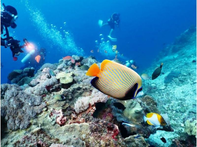 【東京・神奈川】2025年セール ☆PADI アドヴァンスセット☆送迎込み、Goldカード取得、レンタル無料、学科eラーニングで来店不要の紹介画像
