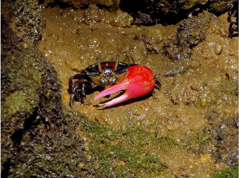 【沖縄・今帰仁】美ら海水族館に近いマングローブカヤック 湧き水で生物観察 2時間45分コースの紹介画像
