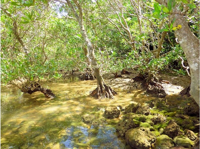 【沖縄・今帰仁】美ら海水族館に近いマングローブカヤック 湧き水で生物観察 2時間45分コースの紹介画像