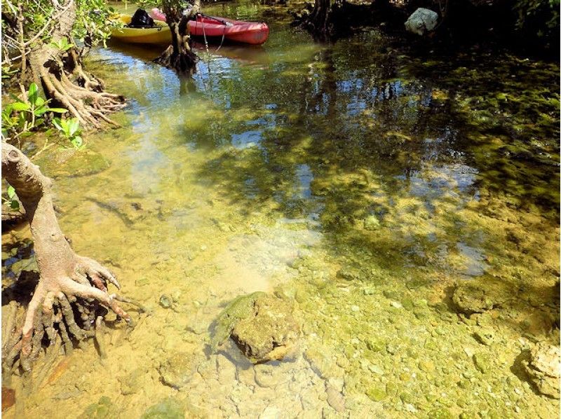 【沖縄・今帰仁】美ら海水族館に近いマングローブカヤック 湧き水で生物観察 2時間45分コースの紹介画像