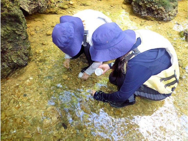 【沖縄・今帰仁】美ら海水族館に近いマングローブカヤック 湧き水で生物観察 2時間45分コースの紹介画像