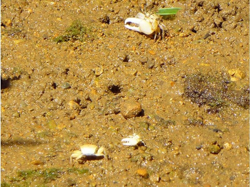 【沖縄・今帰仁】美ら海水族館に近いマングローブカヤック 湧き水で生物観察 2時間45分コースの紹介画像