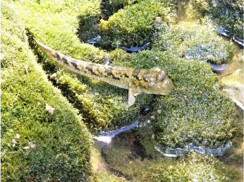 【沖縄・今帰仁】美ら海水族館に近いマングローブカヤック 湧き水で生物観察 2時間45分コースの紹介画像