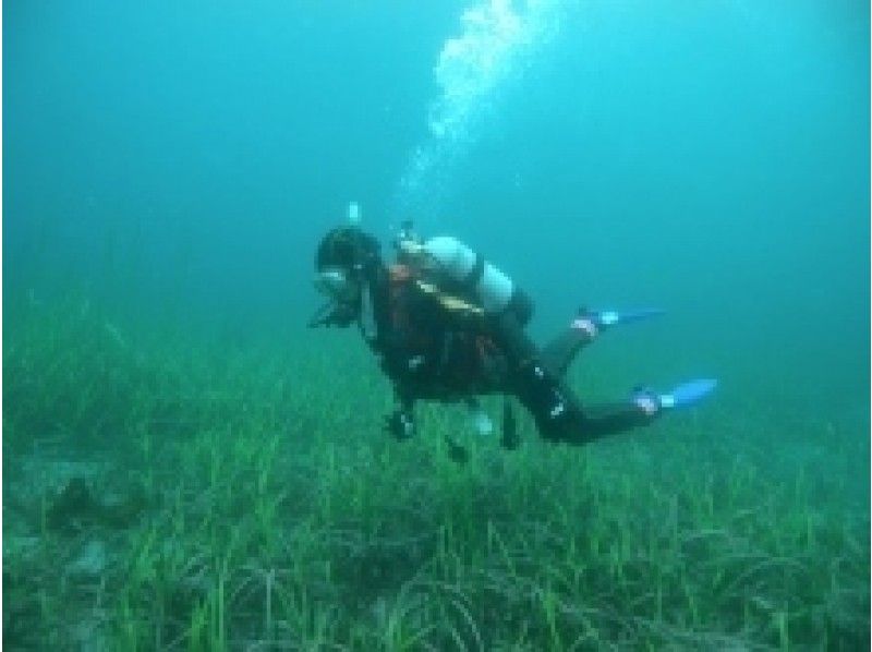 [Iwate ・ Sanriku] Experience Divingの紹介画像