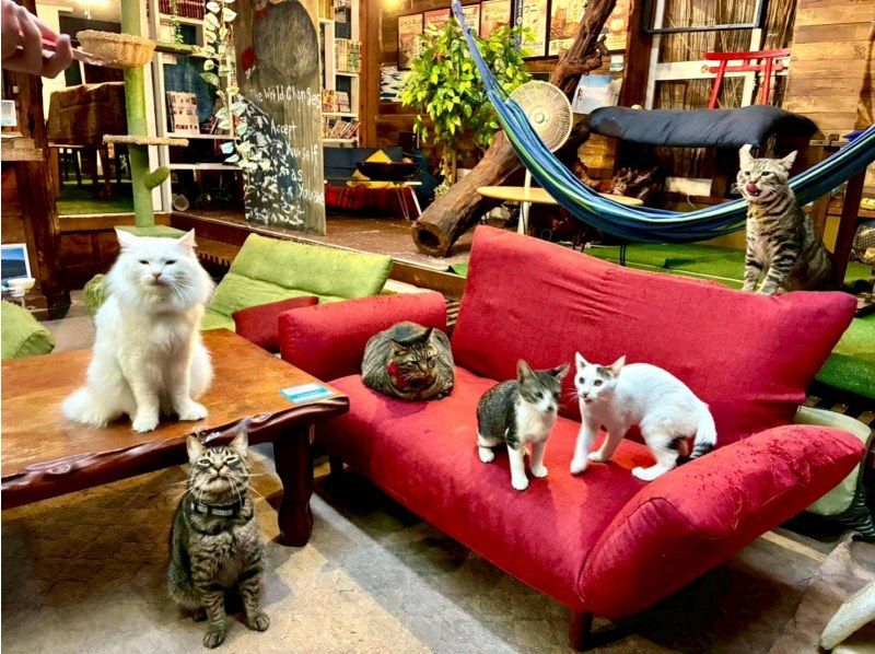 [Yamanashi/Lake Kawaguchi] Dyeing experience class using indigo★Make the only gentle color in the world with natural materials★Beginners and children welcome! Recommended for familiesの紹介画像