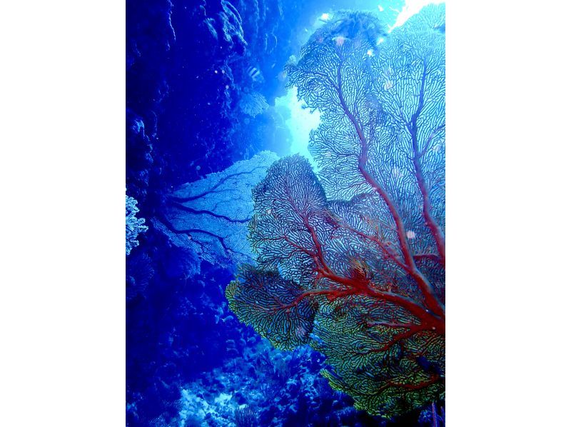 【沖縄・恩納村】《送迎 可能》【SDIアドバンスドアドベンチャーダイバー 】 教材 事前学習+海洋講習 2日間 ※送迎 範囲ありの紹介画像