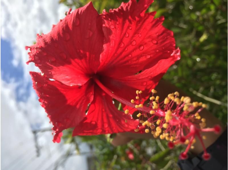 【沖縄・恩納村】《送迎 可能》【SDIアドバンスドアドベンチャーダイバー 】 教材 事前学習+海洋講習 2日間 ※送迎 範囲ありの紹介画像