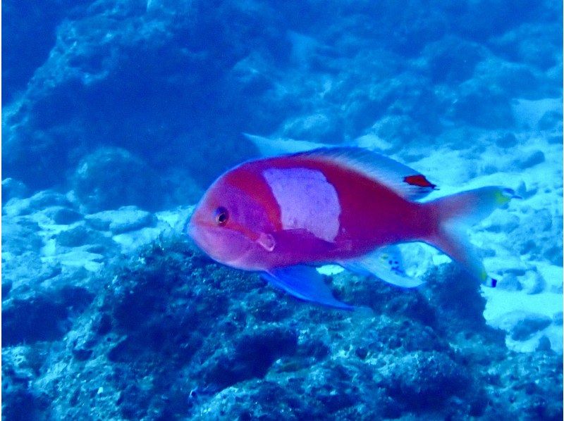 【沖縄・恩納村】《送迎 可能》【SDIアドバンスドアドベンチャーダイバー 】 教材 事前学習+海洋講習 2日間 ※送迎 範囲ありの紹介画像